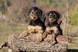AIREDALE TERRIER 254